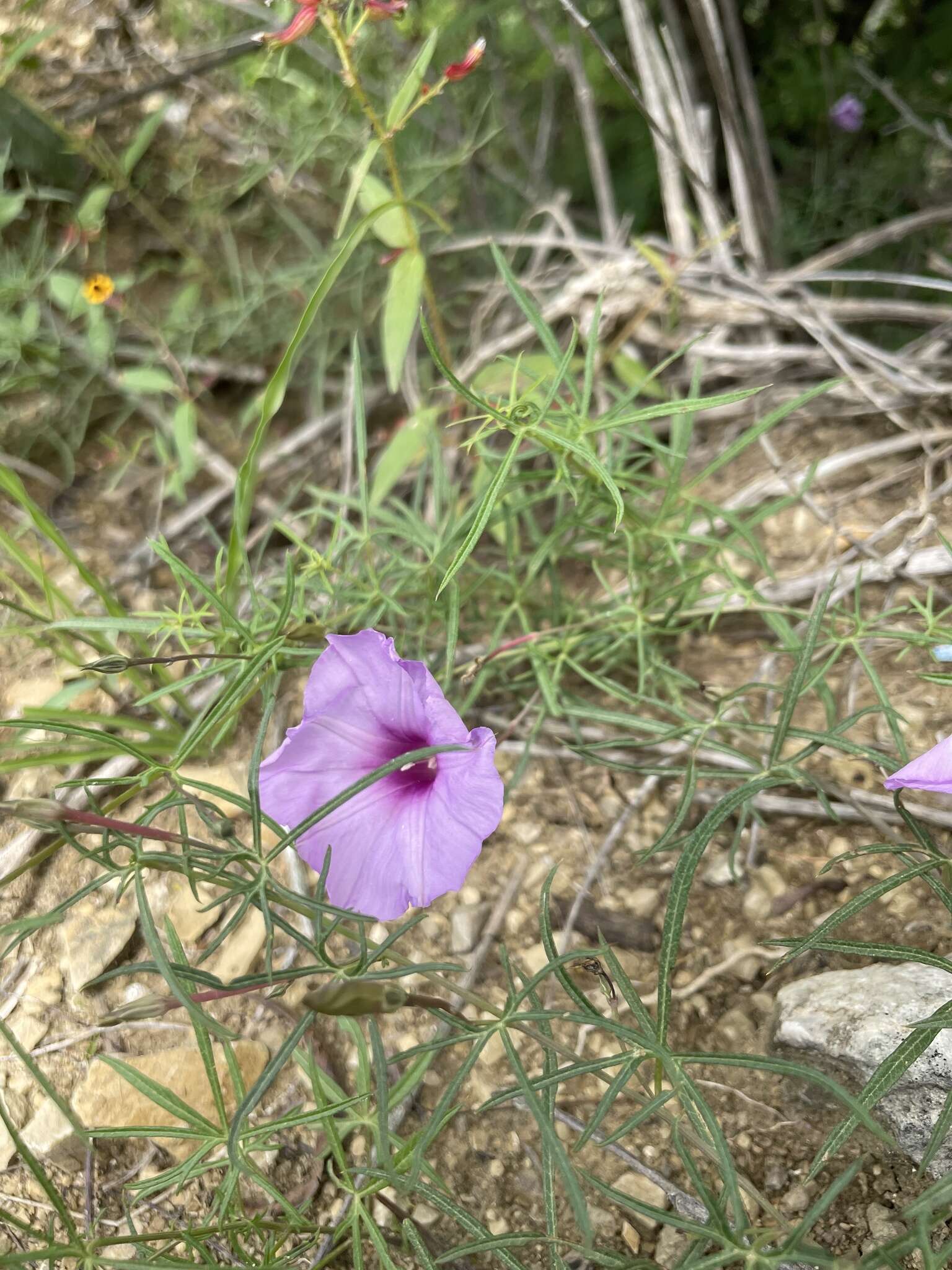 Sivun <i>Ipomoea <i>ternifolia</i></i> var. ternifolia kuva