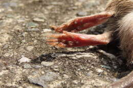Image of Lesser Rice-field Rat