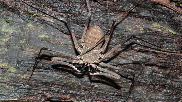 Image of Heterophrynus batesii (Butler 1873)