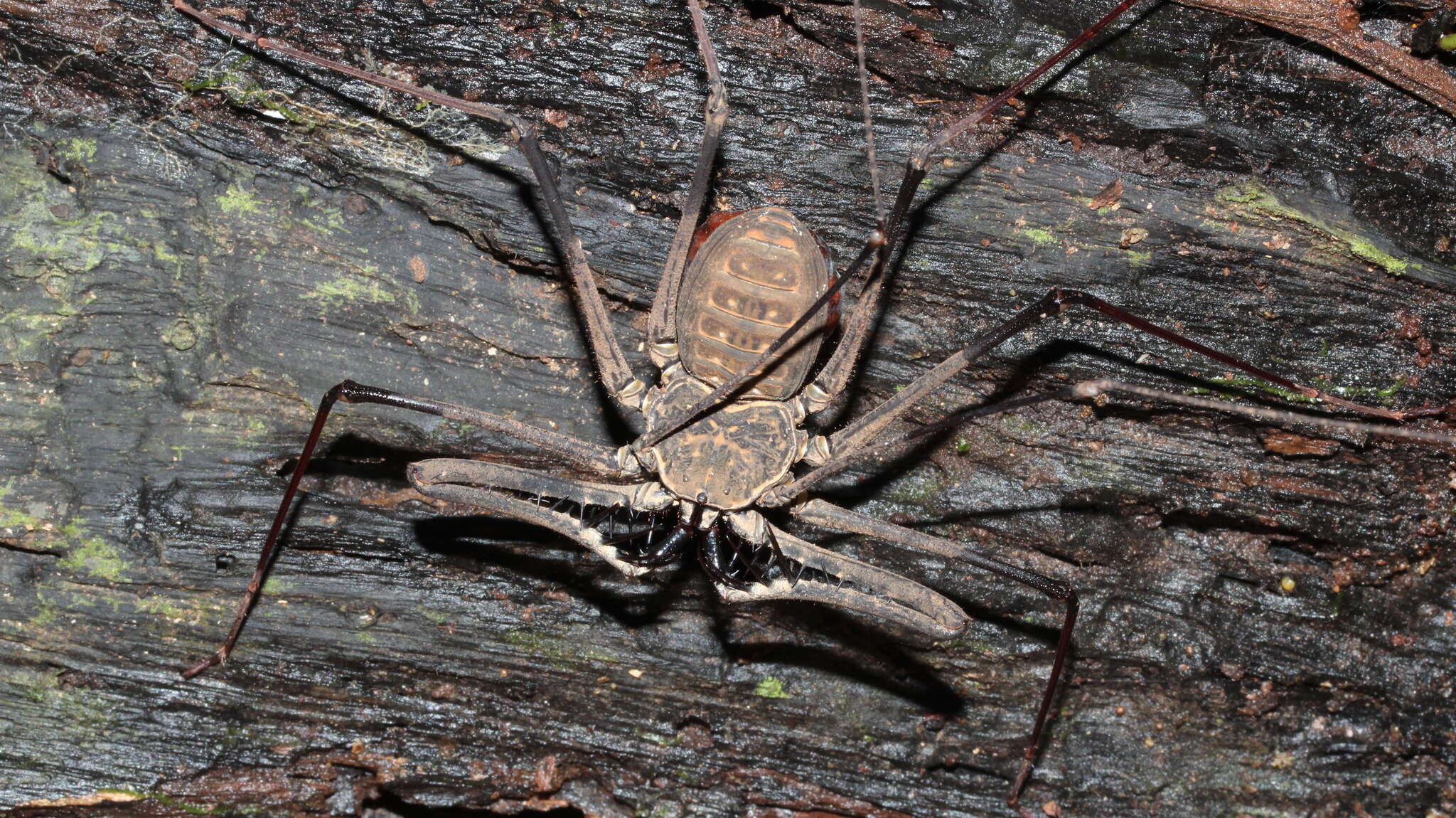 Image of Heterophrynus batesii (Butler 1873)