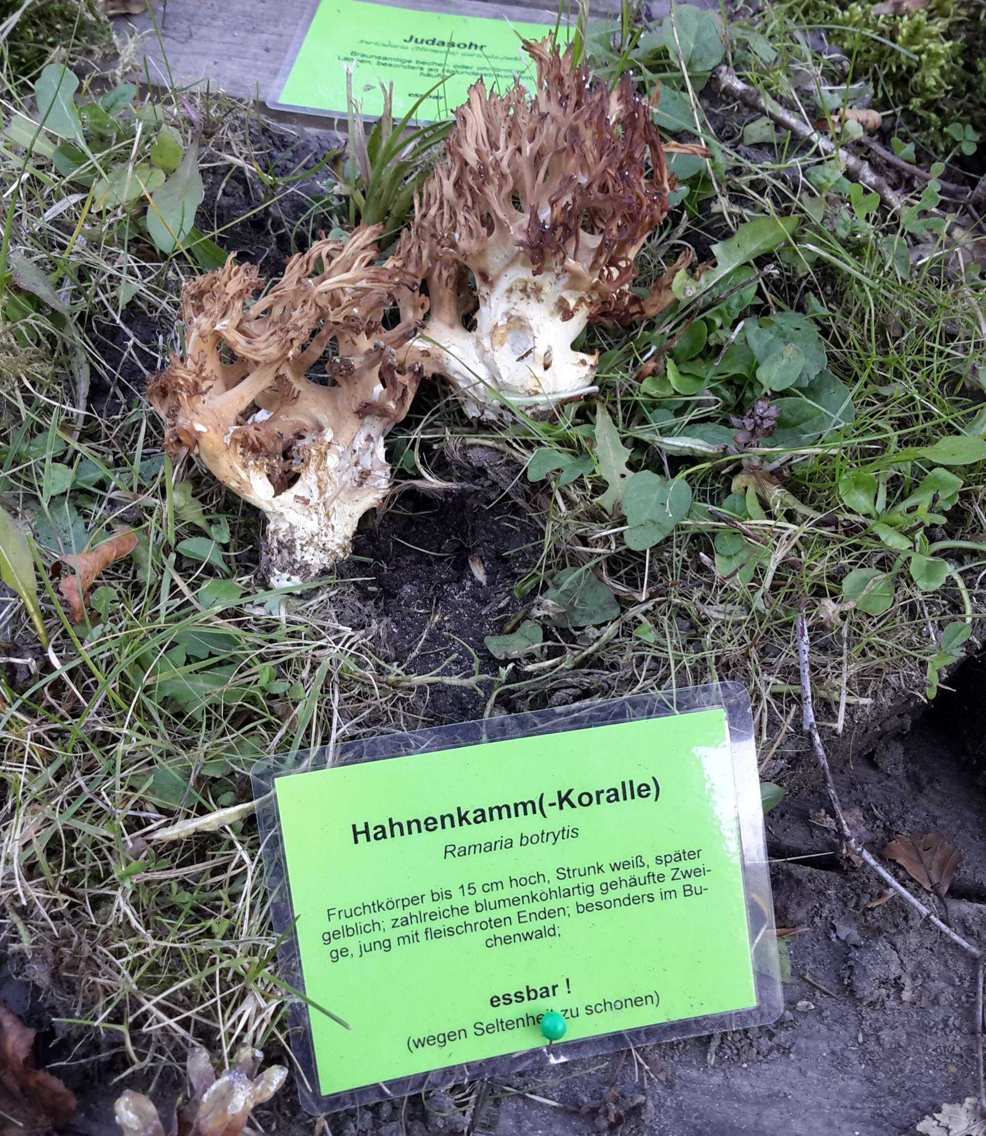 Image of Cauliflower coral