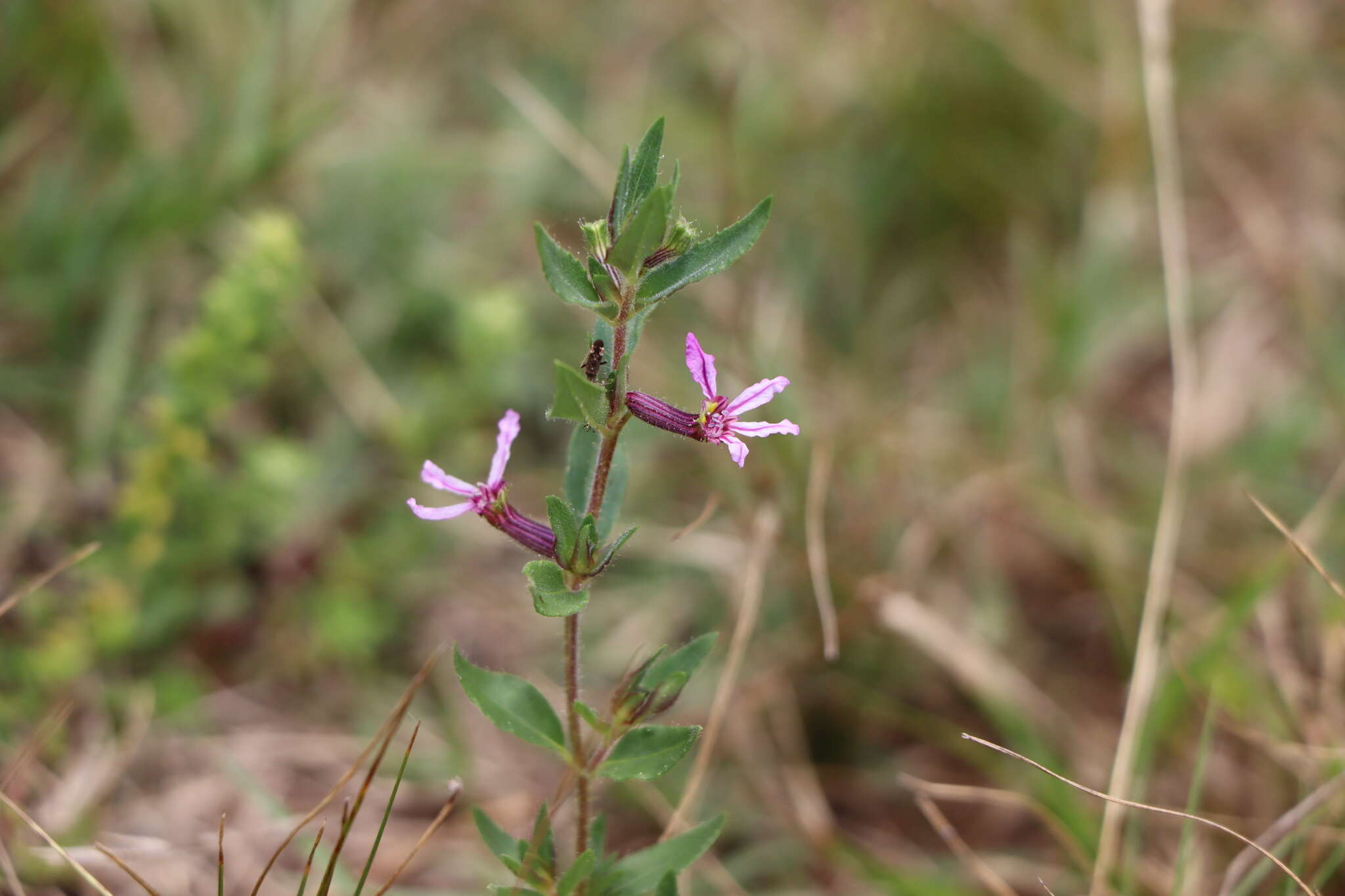 Image of Sticky Waxweed