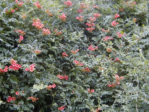 Image of trumpet creeper