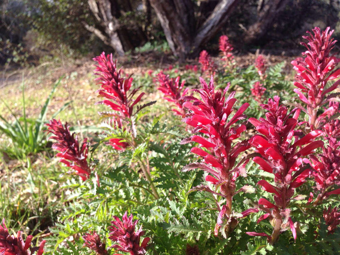 Слика од Pedicularis densiflora Benth.