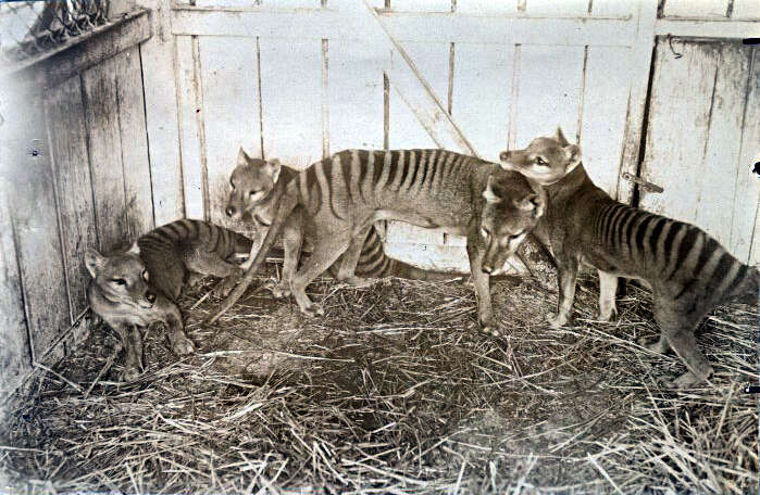 Image of thylacines