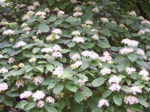 Image of bloodtwig dogwood