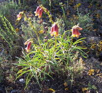 Imagem de Digitalis obscura L.