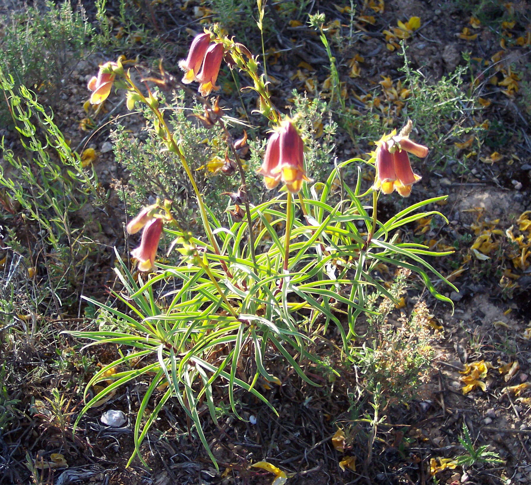 Image de Digitalis obscura L.