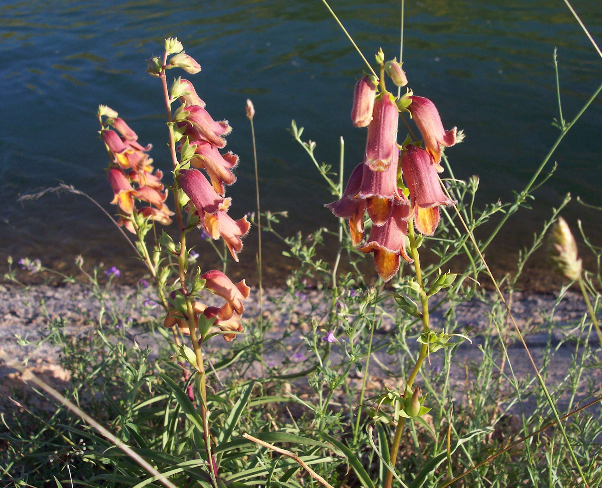 Imagem de Digitalis obscura L.