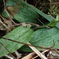 Image de Habenaria arenaria Lindl.