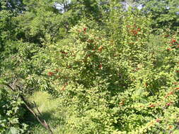 Image of Nanking cherry