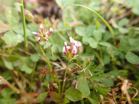 Image of whitetip clover