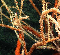 Image of bamboo corals