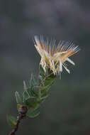 Image of Shuttlecock sugarbush