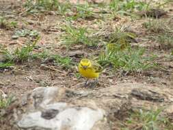 Image of White-bellied Canary