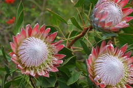 Imagem de Protea cynaroides (L.) L.