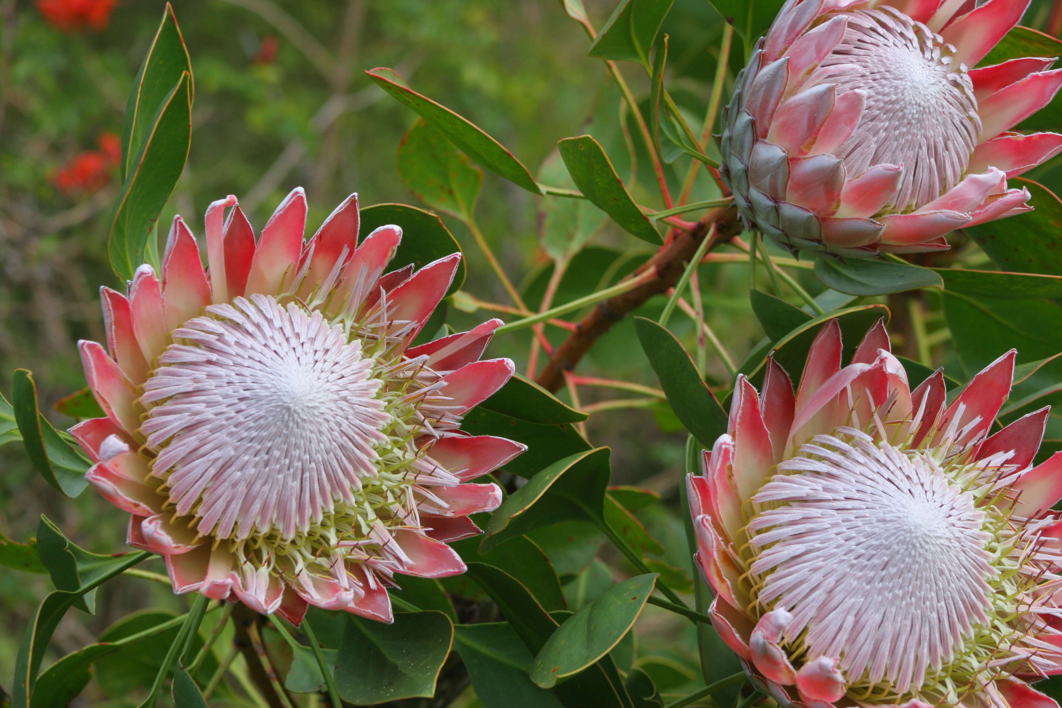 Imagem de Protea cynaroides (L.) L.