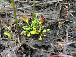 Image of Dwarf Burhead Pygmy Swordplant