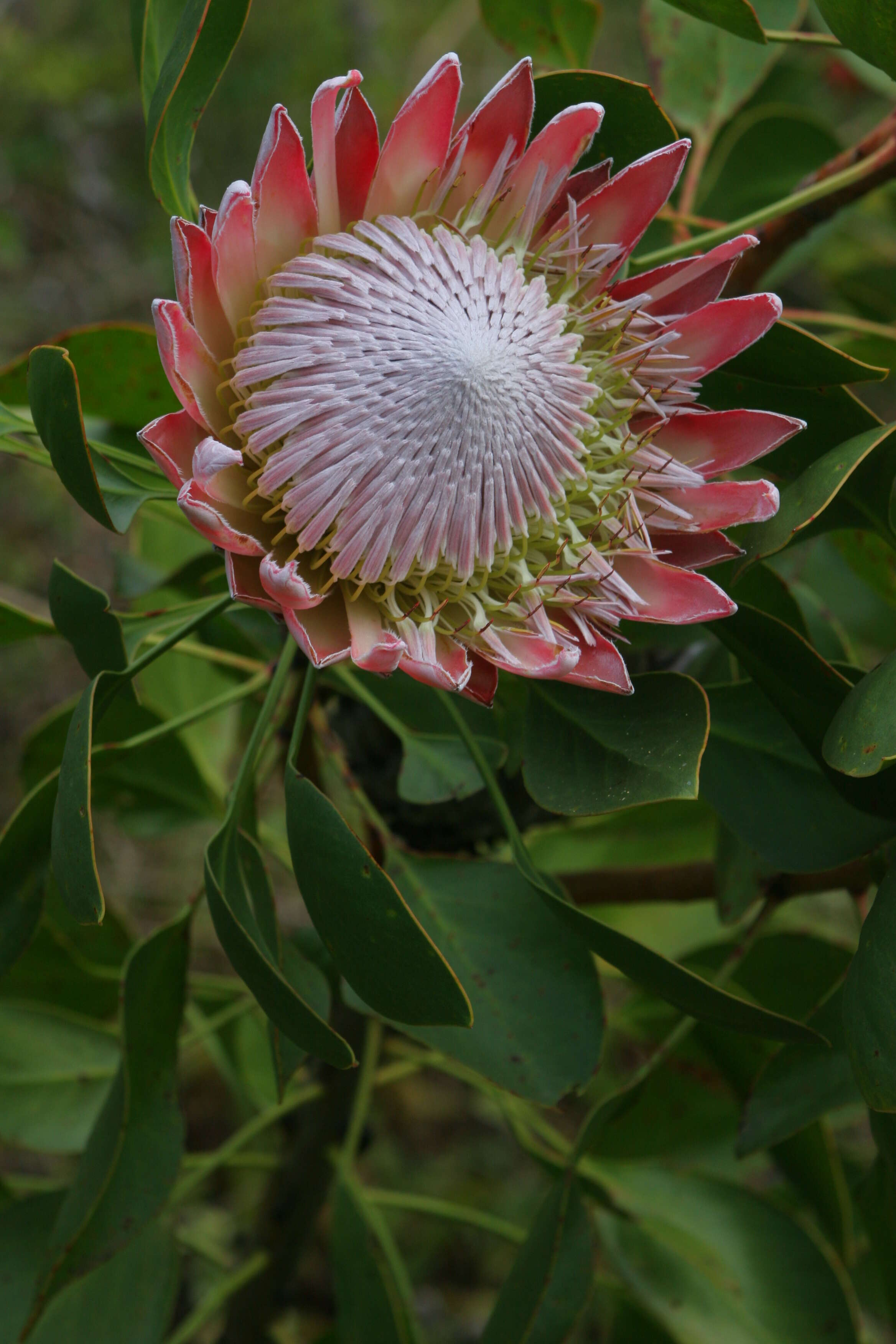 Imagem de Protea cynaroides (L.) L.