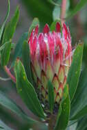 Plancia ëd Protea obtusifolia Buek ex Meissn.