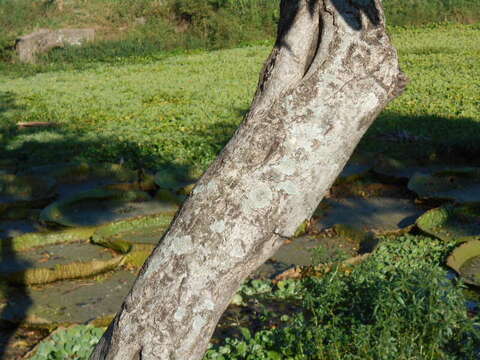 صورة Cordia americana (L.) Gottschling & J. S. Mill.