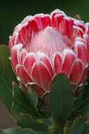 Image of Bot River protea