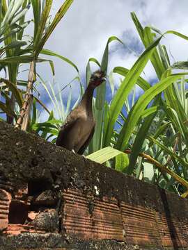 Image of Buff-browed Chachalaca