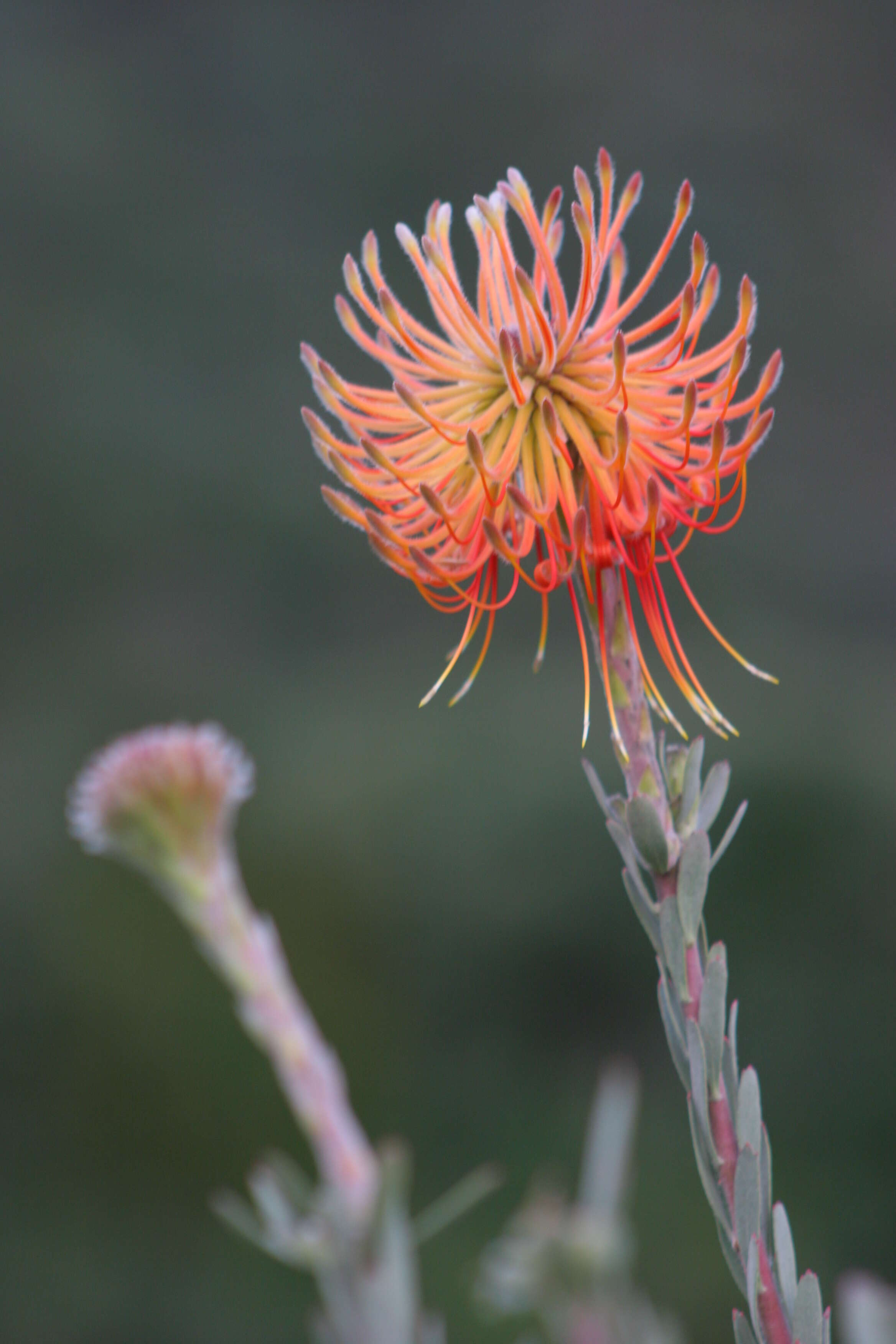 Sivun Leucospermum reflexum Buek ex Meissn. kuva