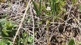 Image of purplespot gilia