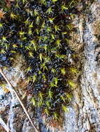 Image of schistidium moss