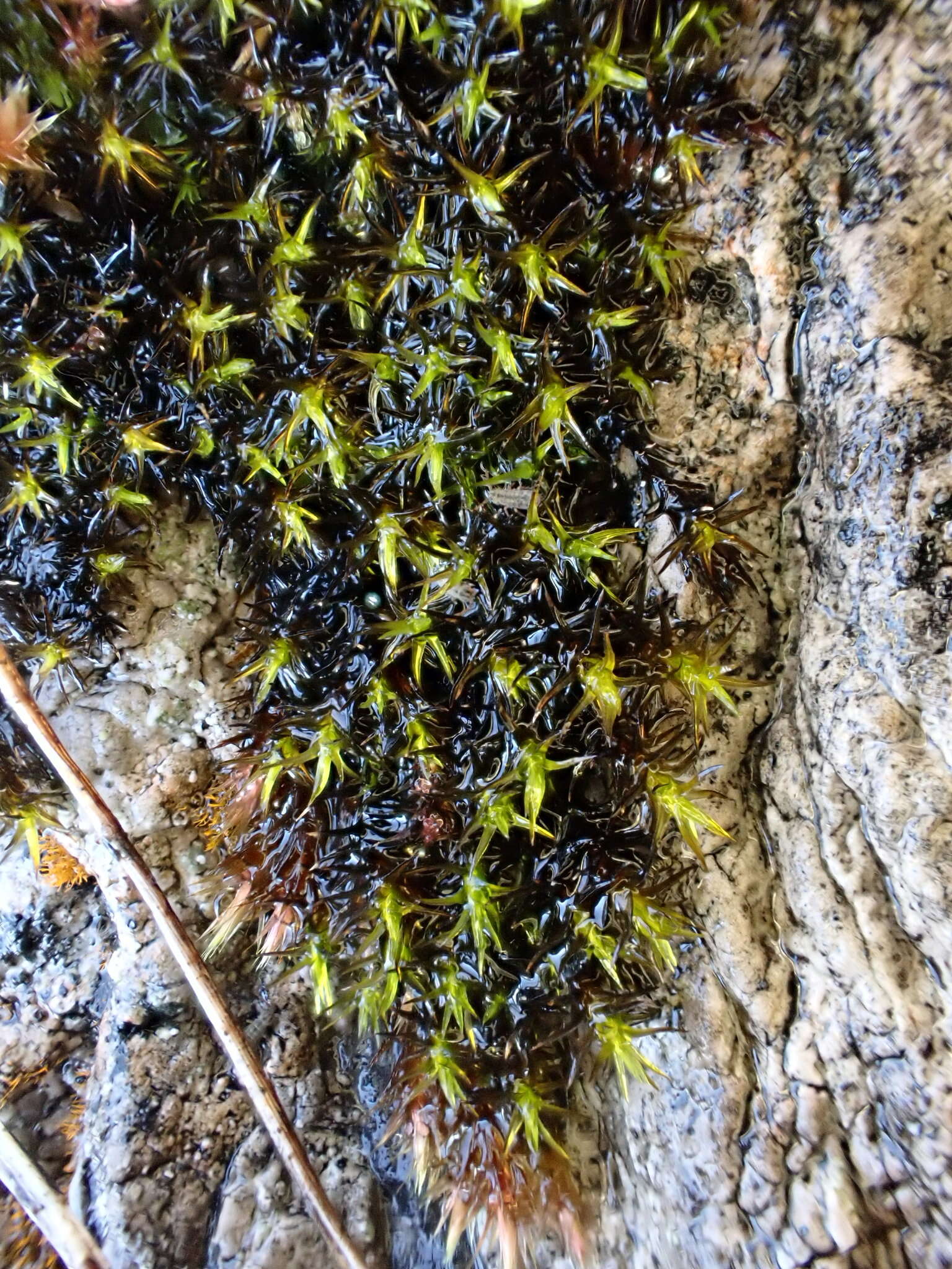 Image of schistidium moss