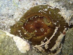 Слика од Isactinia olivacea (Hutton 1879)