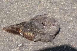 Image of Freckled Nightjar