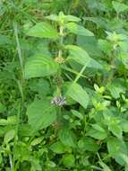 Image of wild mint