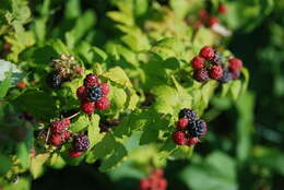 Image of black raspberry