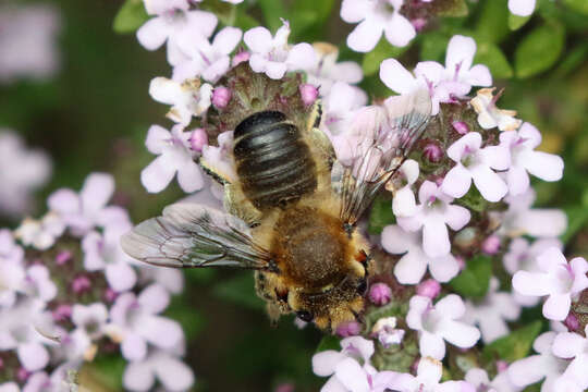 Image of Megachile willughbiella (Kirby 1802)