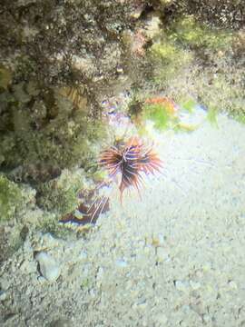 Image of Radial firefish