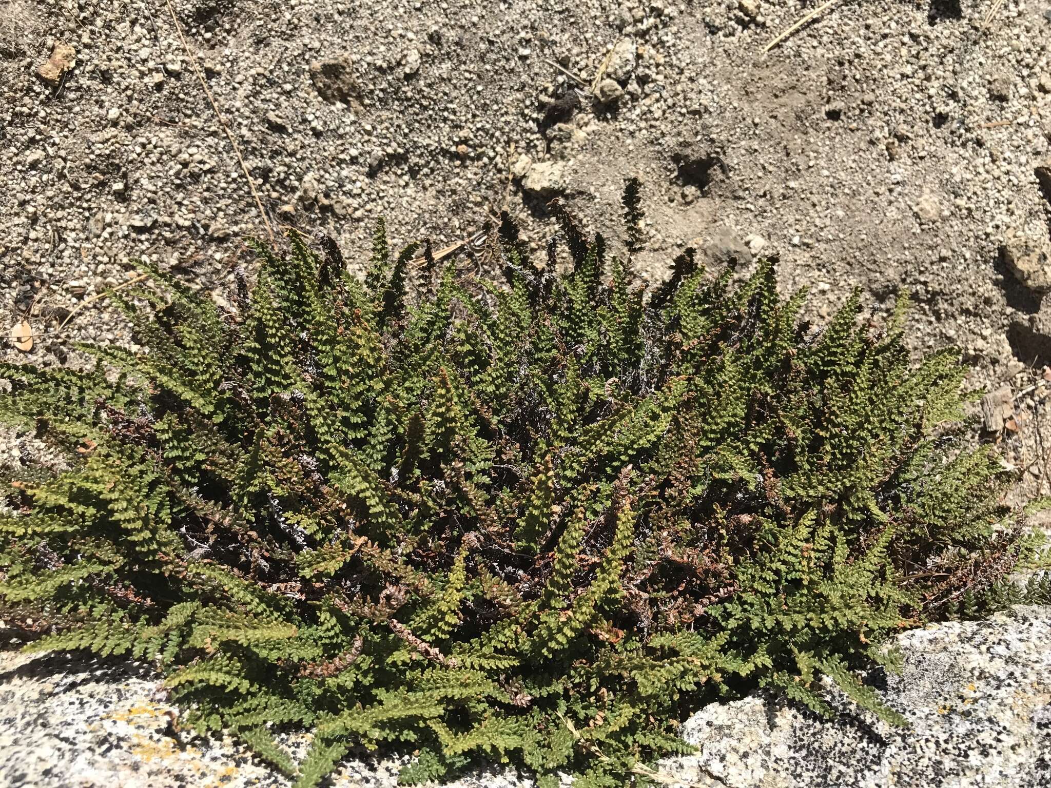 Image of lace lipfern