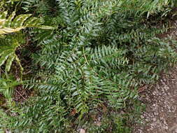 Coriaria pteridoides W. R. B. Oliv. resmi