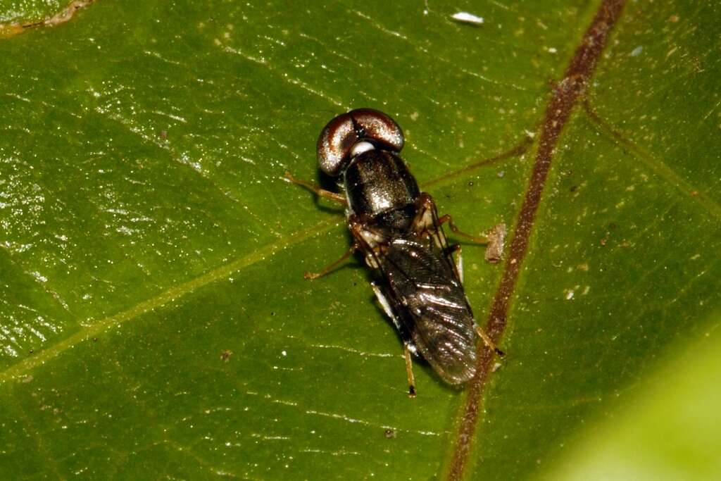 Image of Cephalochrysa calopa (Bigot 1879)