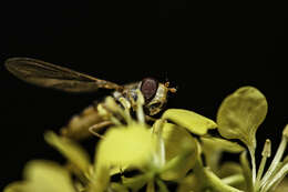 Image of white mustard