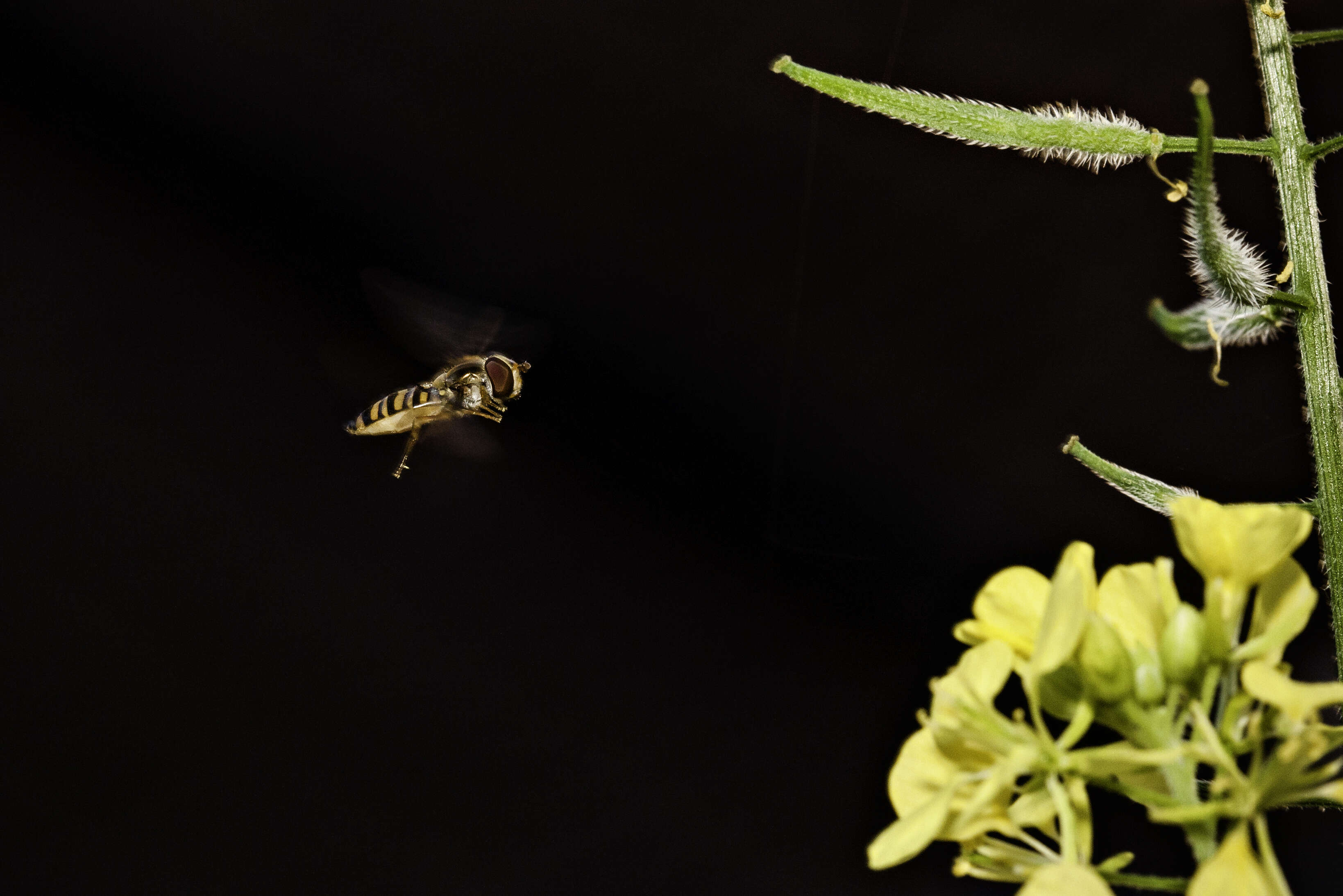 Image of white mustard