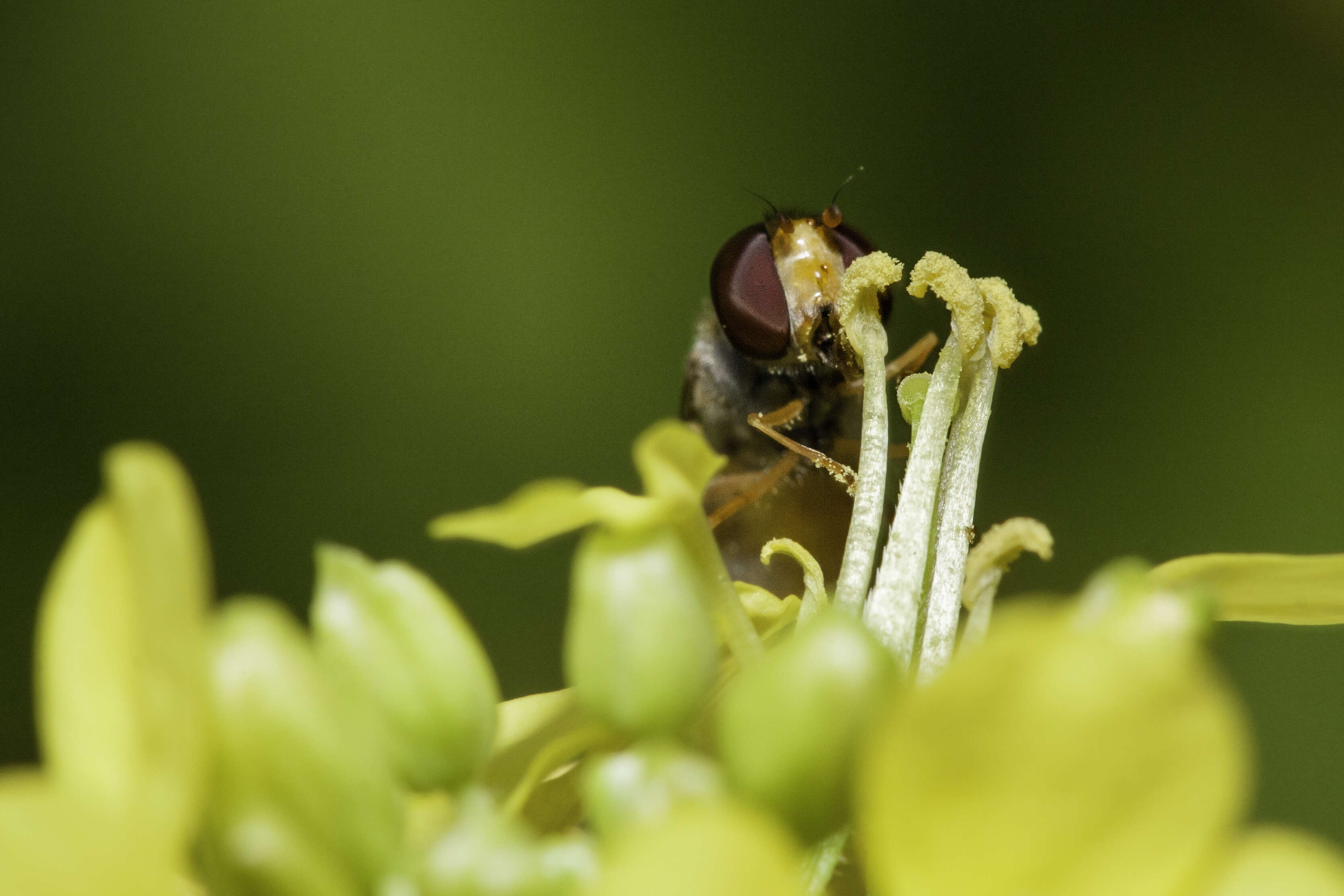 Image of white mustard