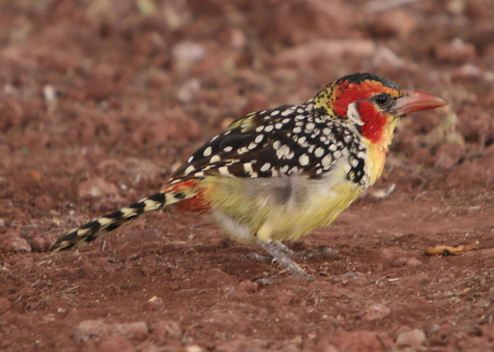 Image of Red-and-yellow Barbet