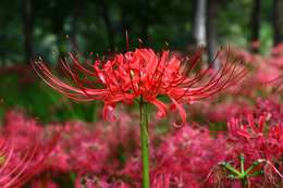 Image of red spider lily