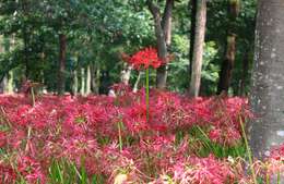 Image of red spider lily