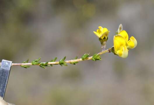 Image of Aspalathus microphylla DC.