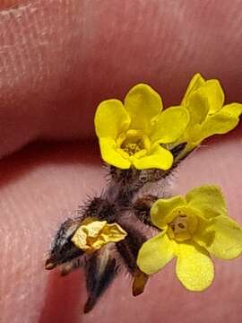 Image of Myosotis australis subsp. australis