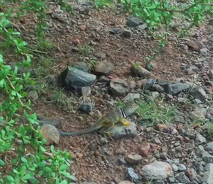 Image of Sonoran Collared Lizard