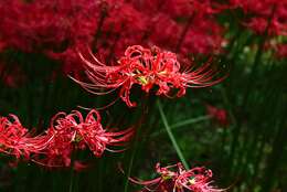 Image of red spider lily